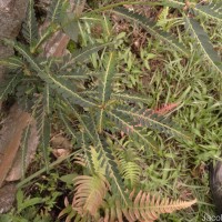 Phyllanthus debilis J.G.Klein ex Willd.